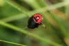 Canthophorus sp.